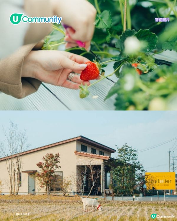 日本士多啤梨2025｜九州摘士多啤梨5大果園推介🍓熱門品種任摘任食！