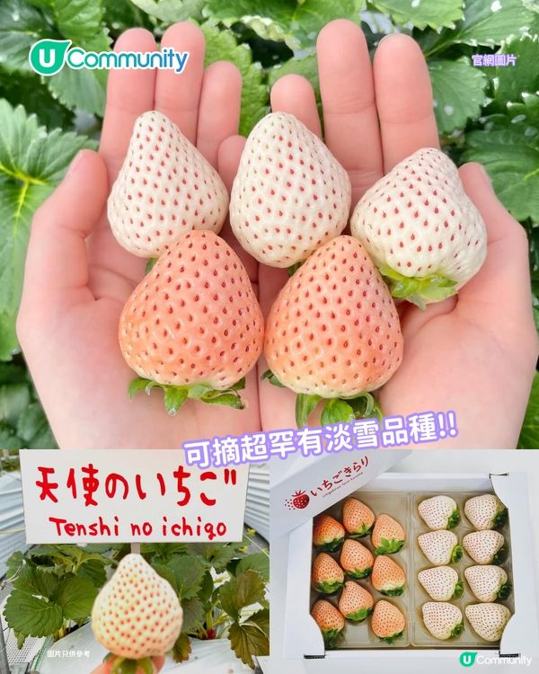 日本士多啤梨2025｜九州摘士多啤梨5大果園推介🍓熱門品種任摘任食！