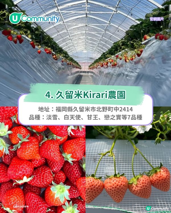日本士多啤梨2025｜九州摘士多啤梨5大果園推介🍓熱門品種任摘任食！