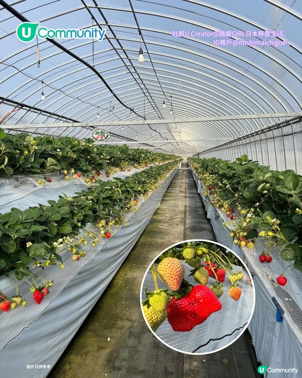 日本士多啤梨2025｜九州摘士多啤梨5大果園推介🍓熱門品種任摘任食！