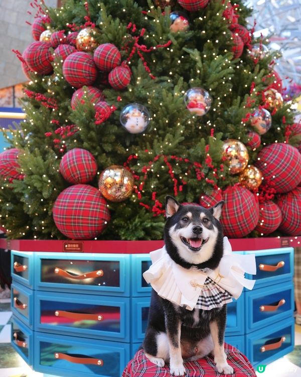 聖誕去邊度？朗豪坊薯誕百貨！🎄📸