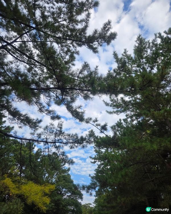 #日本好去處 #UCreator #日本櫻花 #旅行打卡 #...