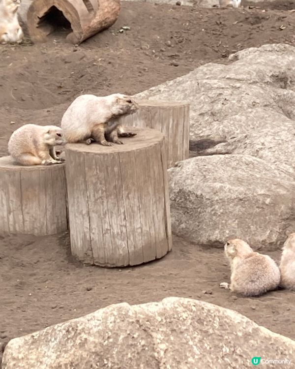 免費動物園！小朋友放電好去處 🥳