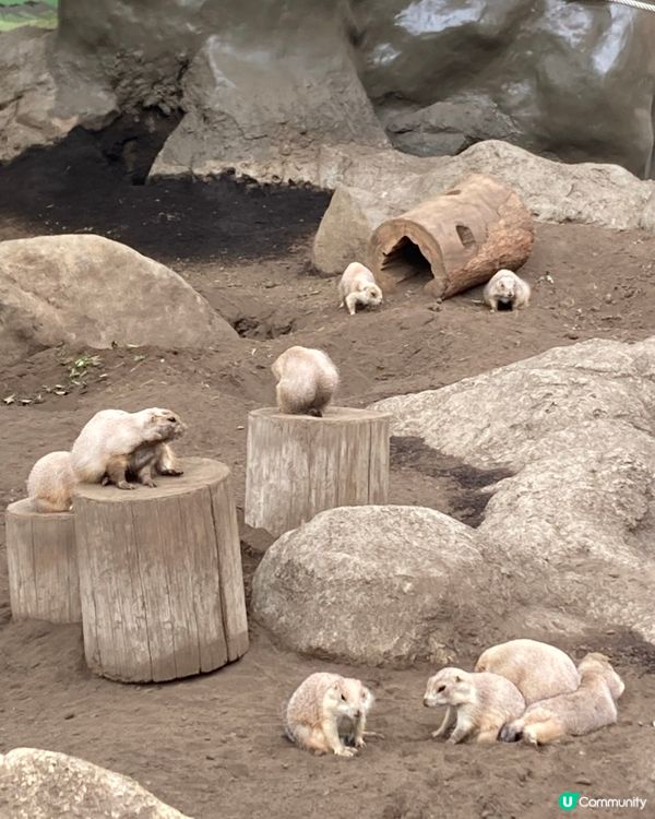 免費動物園！小朋友放電好去處 🥳