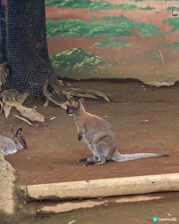 免費動物園！小朋友放電好去處 🥳