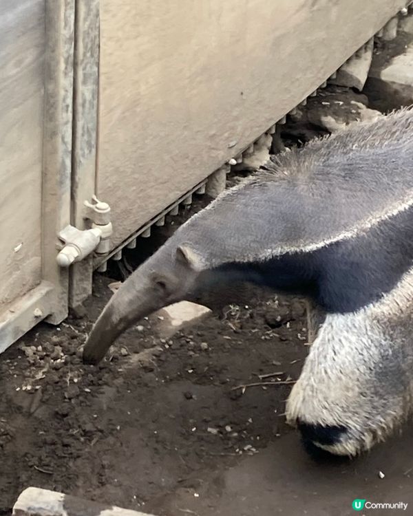 免費動物園！小朋友放電好去處 🥳