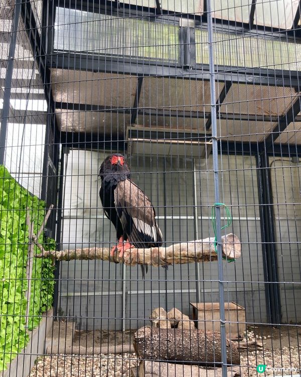 免費動物園！小朋友放電好去處 🥳