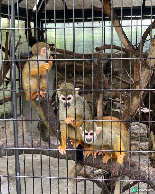 免費動物園！小朋友放電好去處 🥳
