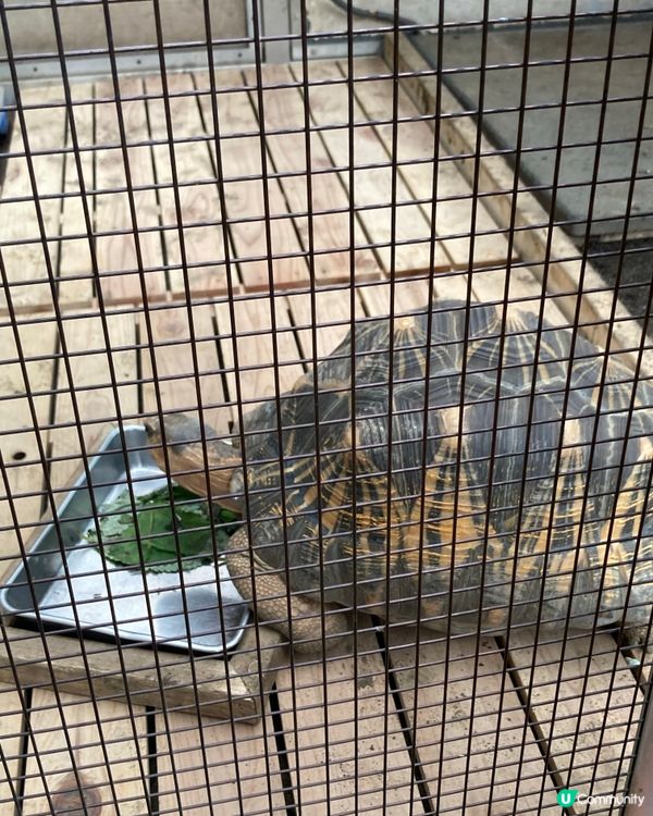 免費動物園！小朋友放電好去處 🥳