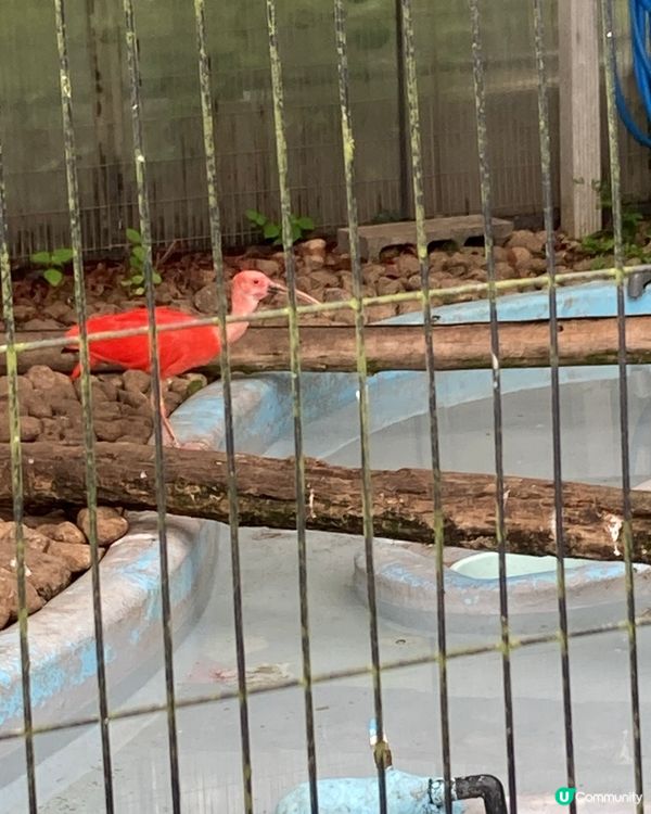 免費動物園！小朋友放電好去處 🥳