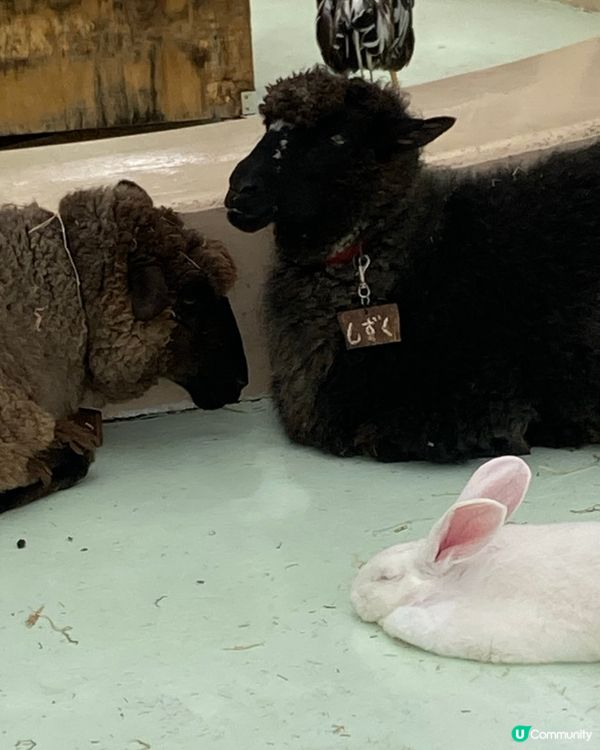 免費動物園！小朋友放電好去處 🥳