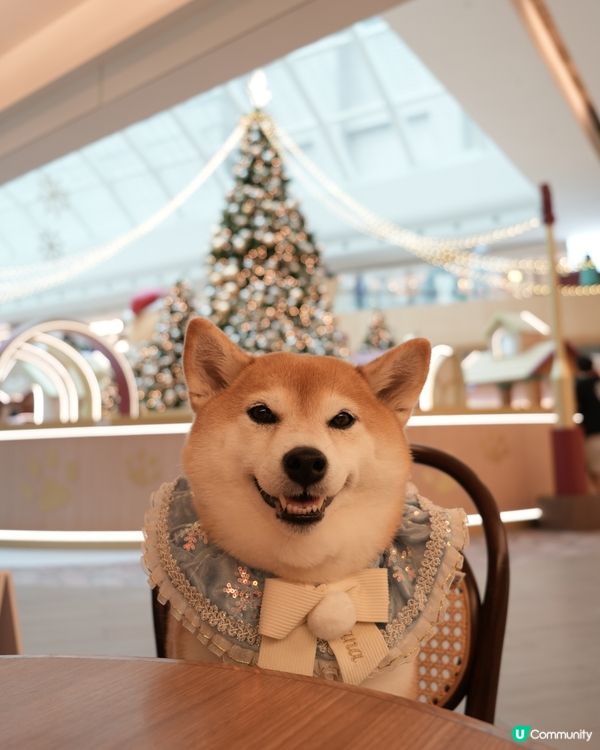 / 帶毛孩食Pancake🥞 \