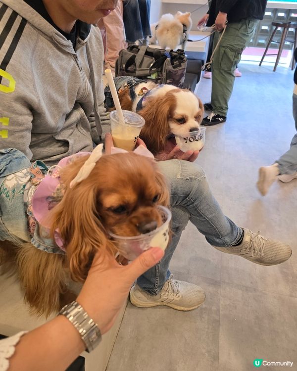 人類健康乳酪飲品＆寵物無乳糖乳酪雪糕