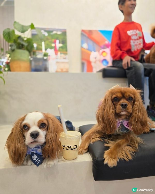 人類健康乳酪飲品＆寵物無乳糖乳酪雪糕