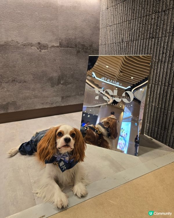 人類健康乳酪飲品＆寵物無乳糖乳酪雪糕