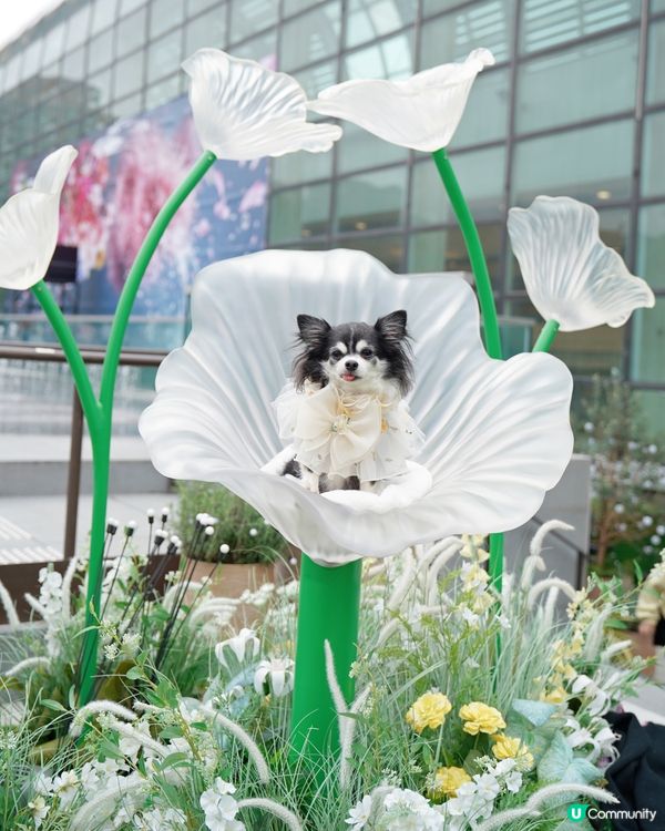 🌼置身於小花園🌼