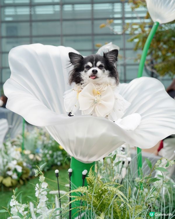 🌼置身於小花園🌼
