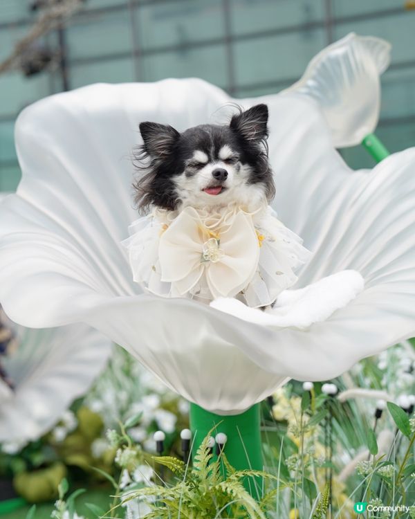 🌼置身於小花園🌼