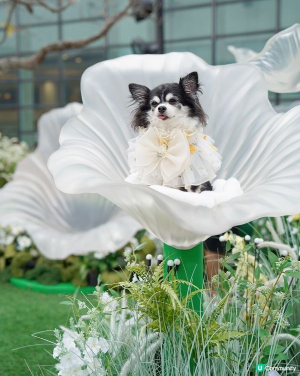 🌼置身於小花園🌼