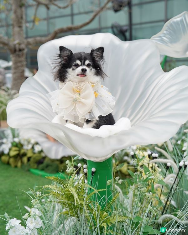 🌼置身於小花園🌼