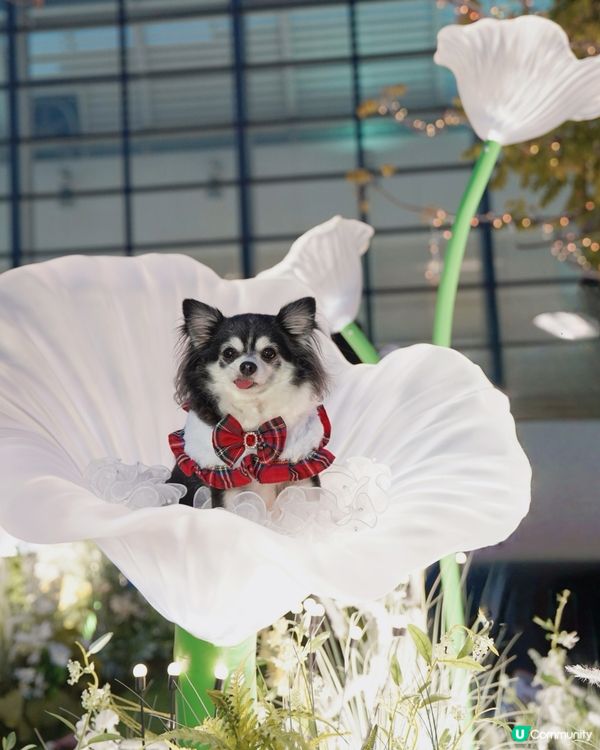 🌼置身於小花園🌼