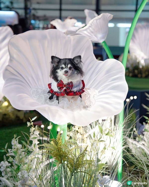 🌼置身於小花園🌼