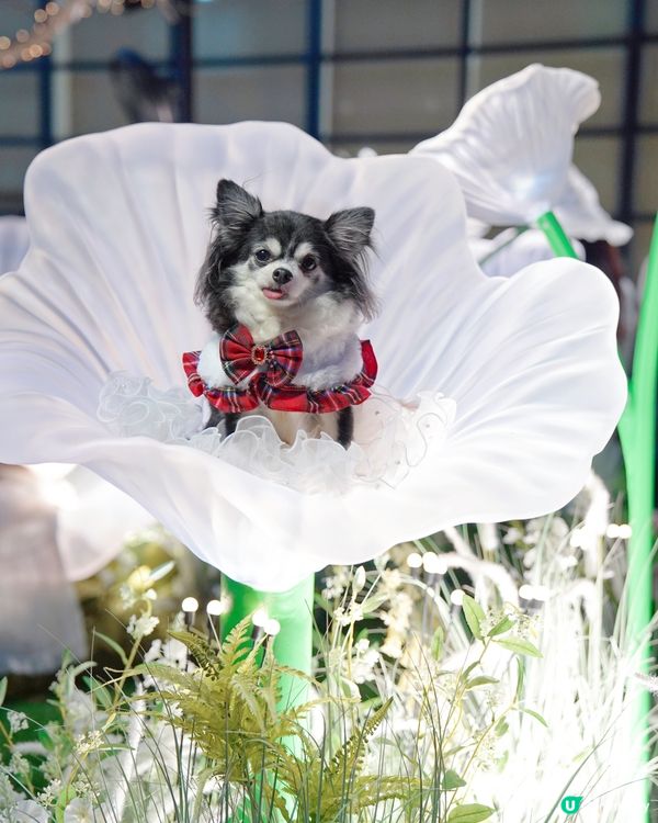 🌼置身於小花園🌼