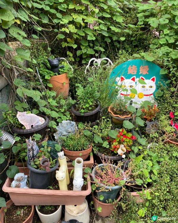 今戶神社求姻緣！招財貓發源地 😻 戀愛運UP!