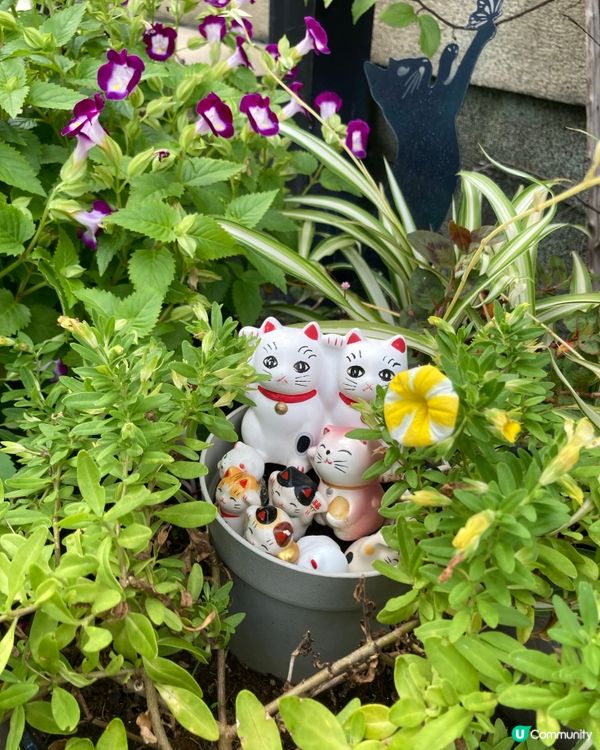 今戶神社求姻緣！招財貓發源地 😻 戀愛運UP!