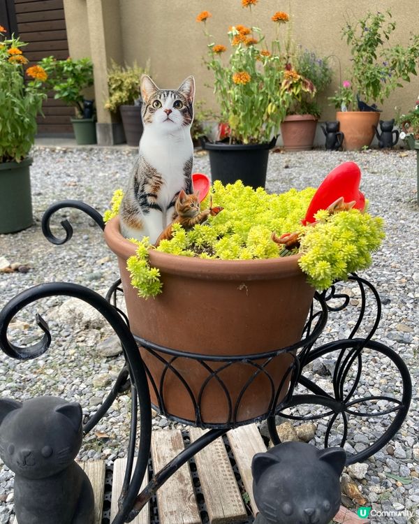 今戶神社求姻緣！招財貓發源地 😻 戀愛運UP!