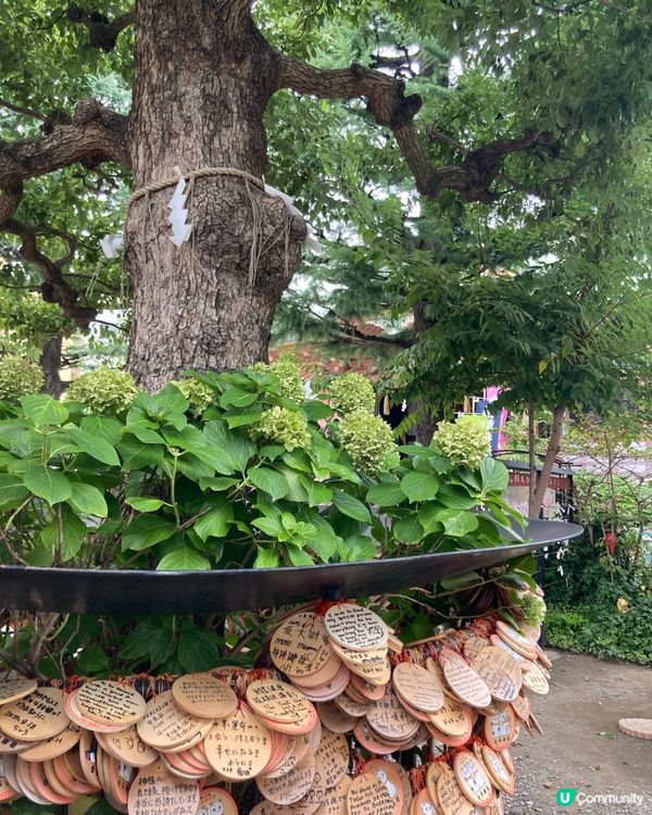 今戶神社求姻緣！招財貓發源地 😻 戀愛運UP!