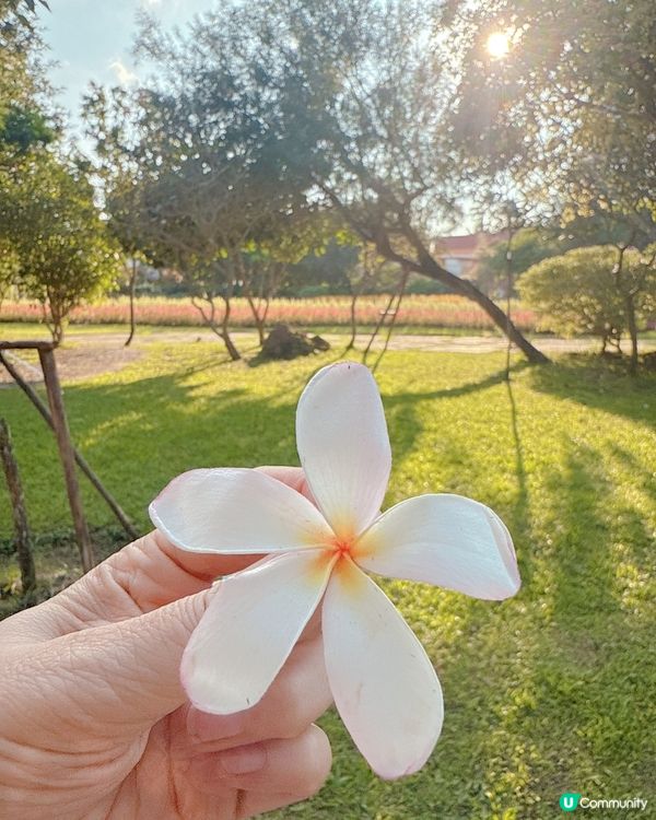 清邁拉查帕皇家花園之旅| 打卡靚相📸無得輸