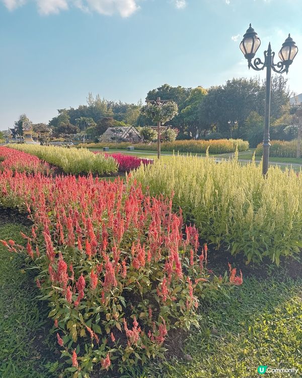 清邁拉查帕皇家花園之旅| 打卡靚相📸無得輸