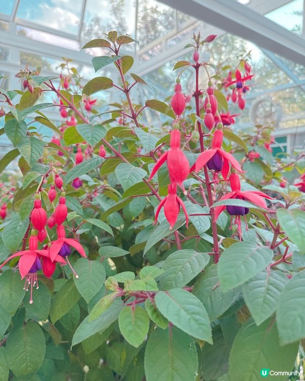 清邁拉查帕皇家花園之旅| 打卡靚相📸無得輸