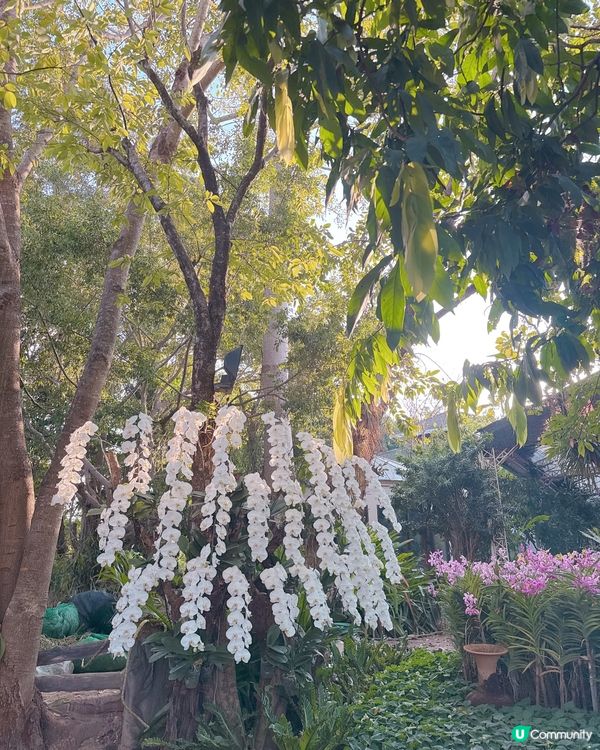 清邁拉查帕皇家花園之旅| 打卡靚相📸無得輸