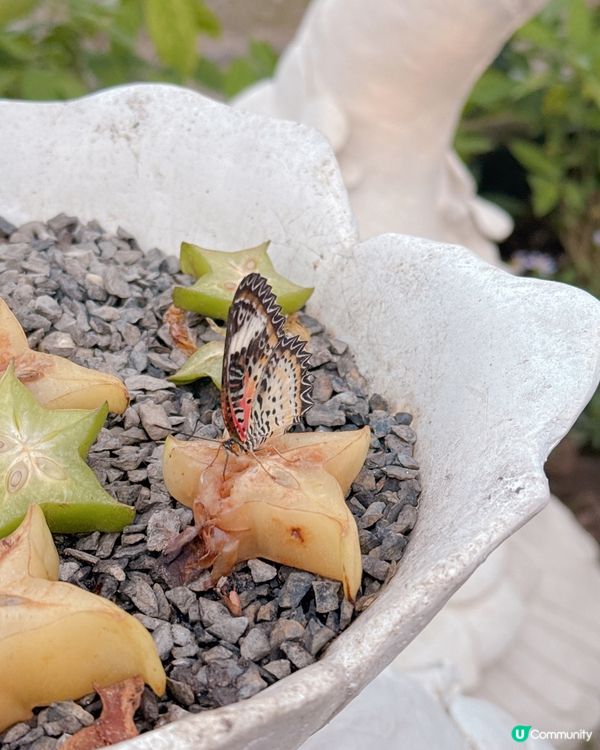 清邁拉查帕皇家花園之旅| 打卡靚相📸無得輸