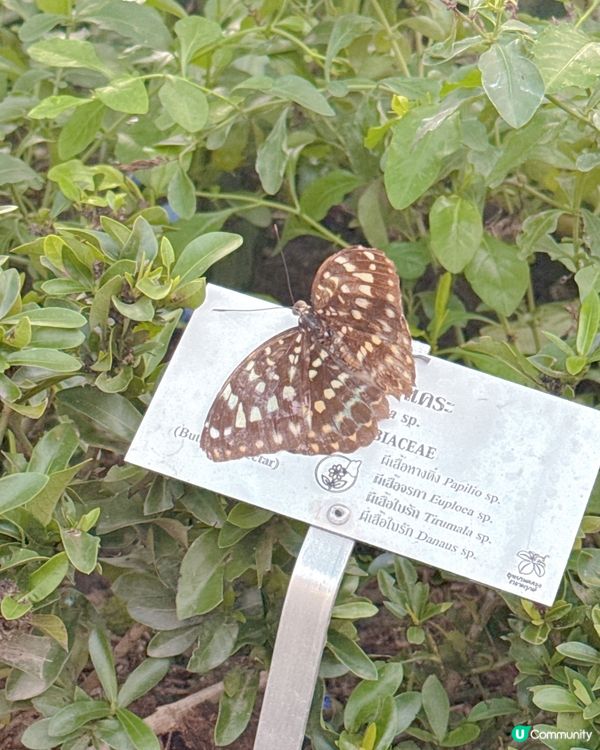 清邁拉查帕皇家花園之旅| 打卡靚相📸無得輸