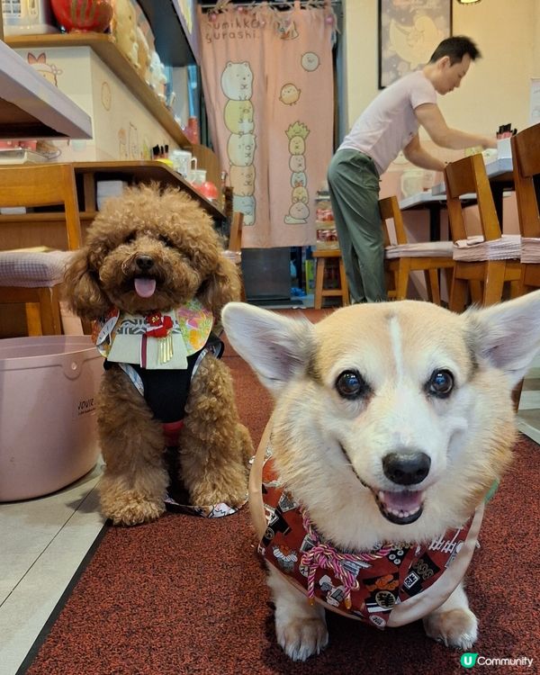 富山麵家角落生物主題！毛孩都Like🥳