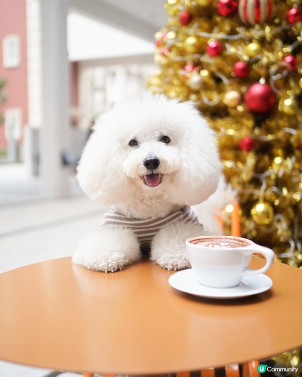 合和商場新店開張，環境狗狗友善又開揚