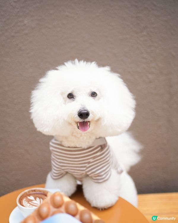 合和商場新店開張，環境狗狗友善又開揚