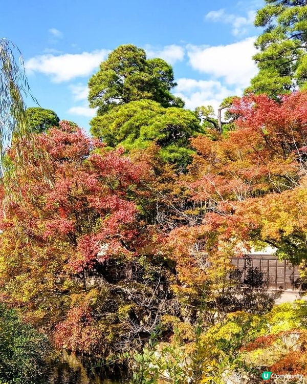 岡山小京都 小橋 流水 柳枝 美不勝收