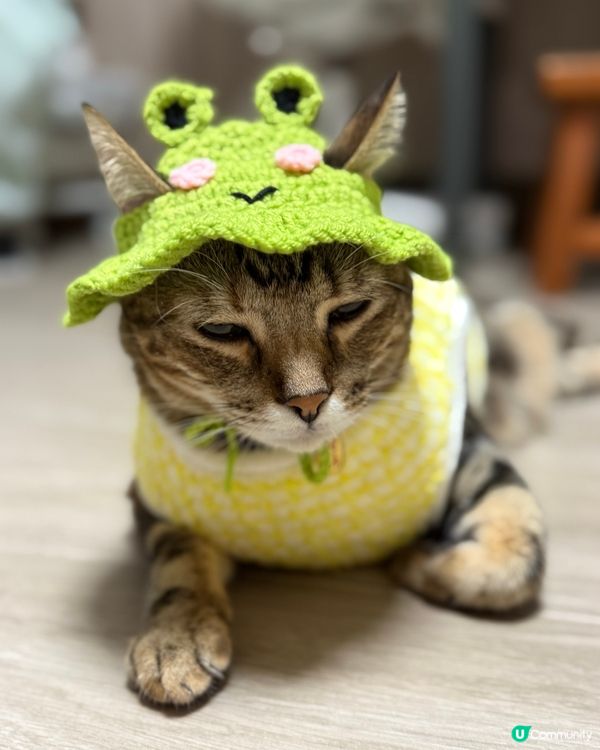 🐸or🐱 