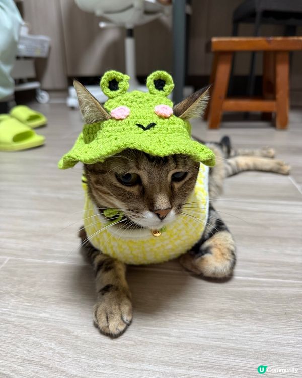 🐸or🐱 