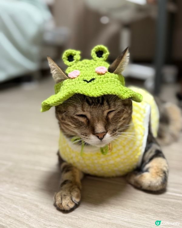 🐸or🐱 