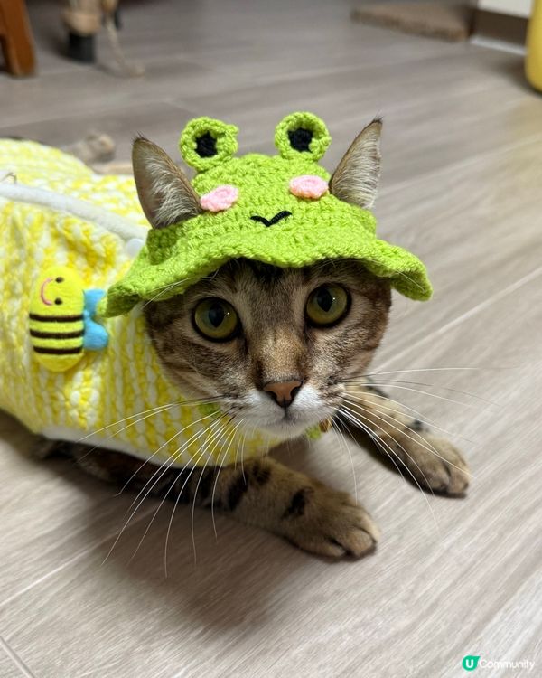 🐸or🐱 