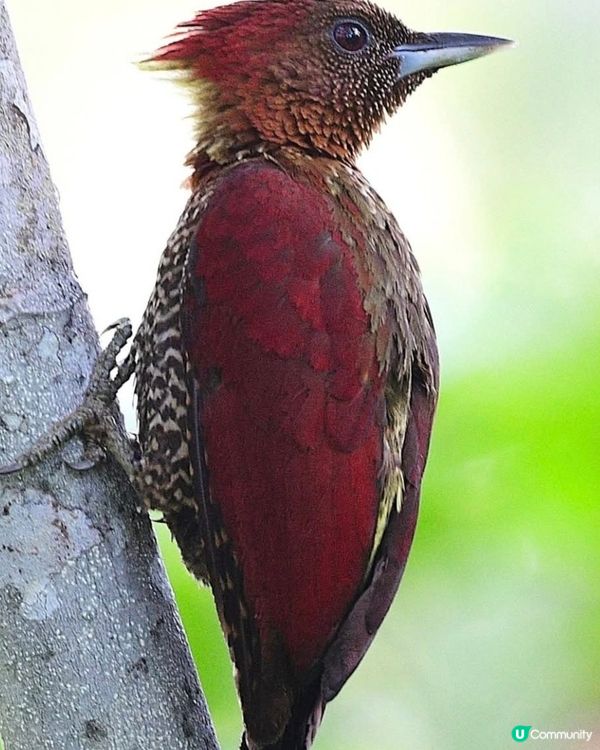 紅翅綠背啄木鳥