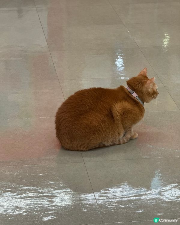 地板上面長出了喵喵🐈