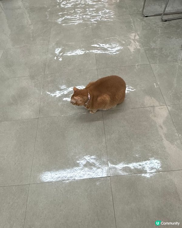 地板上面長出了喵喵🐈