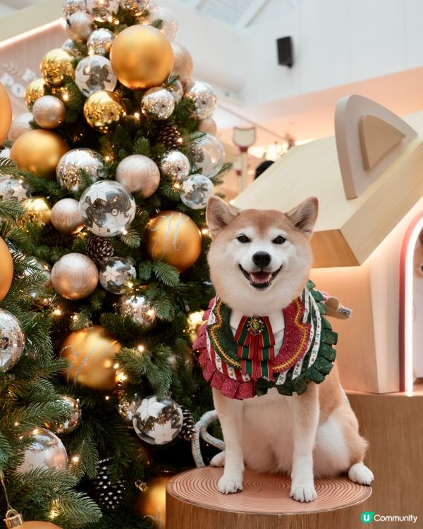 ✨ MOST-Exploring喵喵聖誕探險記🎄 