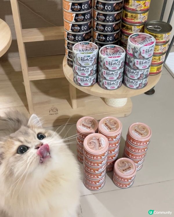 罐罐富戶仲唔係我🐱